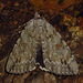 Robinson's Underwing - Photo (c) David Dodd, some rights reserved (CC BY), uploaded by David Dodd