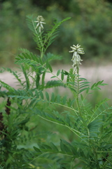 Astragalus uliginosus