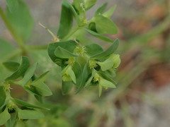 Euphorbia peplus