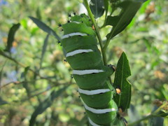 Rothschildia jacobaeae