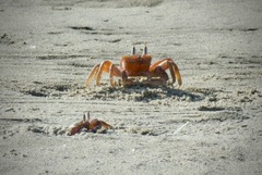 Ocypode gaudichaudii