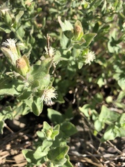 Brickellia greenei