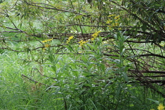 Jacobaea paludosa lanata