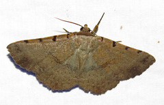 Spiloloma lunilinea