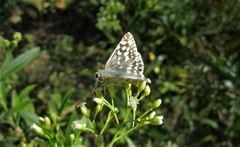 Heliopetes americanus bellatrix