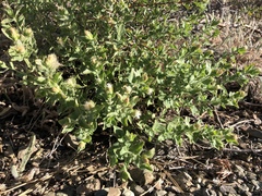 Brickellia greenei