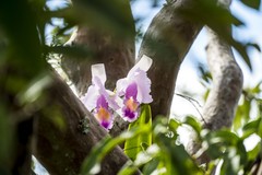 Cattleya