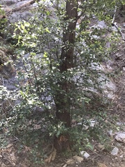 Alnus oblongifolia