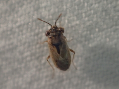Geocoris pallens