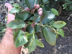 Alnus oblongifolia