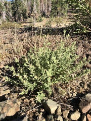 Brickellia greenei