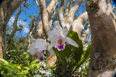 Cattleya
