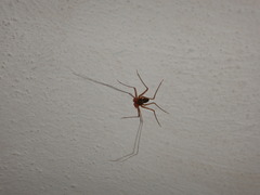 Paraphrynus raptator