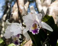 Cattleya