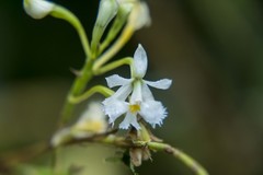 Epidendrum blepharistes