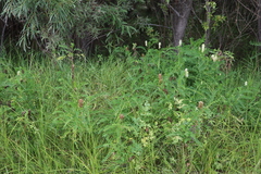 Astragalus uliginosus