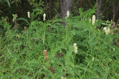 Astragalus uliginosus