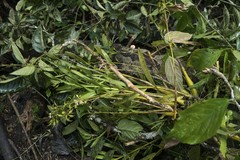 Epidendrum blepharistes