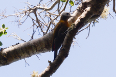 Chloropicus griseocephalus