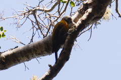 Chloropicus griseocephalus