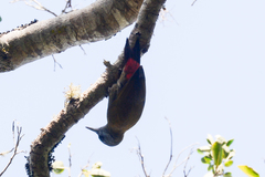 Chloropicus griseocephalus