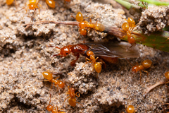 Lasius latipes