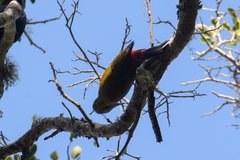 Chloropicus griseocephalus