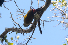 Chloropicus griseocephalus
