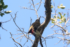 Chloropicus griseocephalus