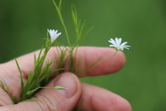 Stellaria palustris