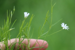 Stellaria palustris