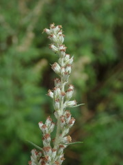 Artemisia vulgaris