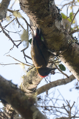 Chloropicus griseocephalus