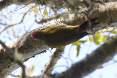 Chloropicus griseocephalus