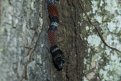 Erythrolamprus bizona