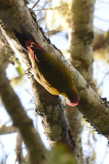Chloropicus griseocephalus