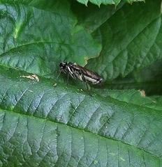 Pachyprotasis rapae