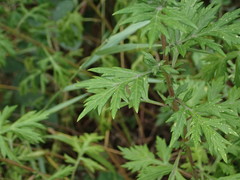 Artemisia vulgaris