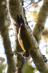 Chloropicus griseocephalus
