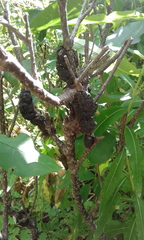 Apiosporina