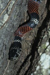 Erythrolamprus bizona