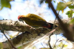 Chloropicus griseocephalus