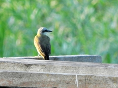 Tyrannus albogularis