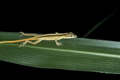 Anolis antonii