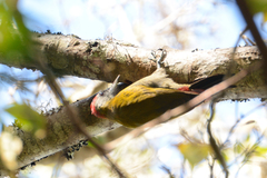Chloropicus griseocephalus