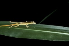 Anolis antonii