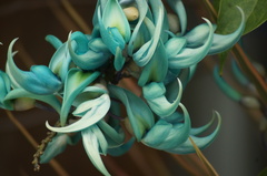 Strongylodon macrobotrys