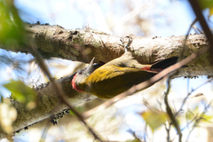 Chloropicus griseocephalus