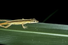 Anolis antonii