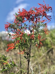 Bouvardia ternifolia